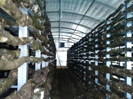 Hodowla grzybów Shiitake - Braga, Portugalia